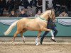 Dressurpferd Next Golden Champion MF (Deutsches Reitpony, 2021, von FS Next Diamond)