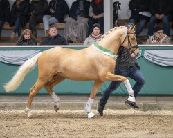 dressage horse Next Golden Champion MF (German Riding Pony, 2021, from FS Next Diamond)