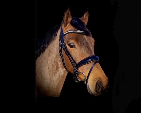 dressage horse Schöner fremder Mann (German Riding Pony, 2020, from Jonker's Socrates)