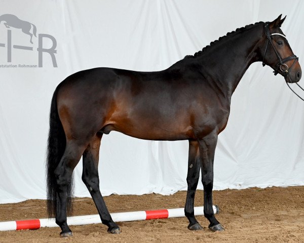 stallion Santo Scuro (Trakehner, 2018, from Freiherr von Stein)
