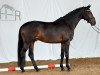 stallion Santo Scuro (Trakehner, 2018, from Freiherr von Stein)