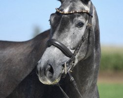 jumper Diego PH (German Sport Horse, 2019, from Diego de Semilly)