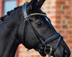 Zuchtstute Anouk (Trakehner, 2019, von Ivanhoe)