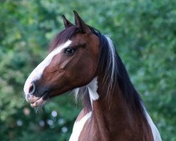 dressage horse Elli (Lewitzer, 2010)