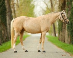 Springpferd Heidi de Bacon (Selle Français, 2017, von Quaprice Z)