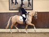 dressage horse Eiluns Capalo (German Riding Pony, 2019, from Cooper County WE)