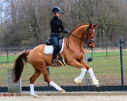 dressage horse Freixenet KW (Westphalian, 2017, from For Final)