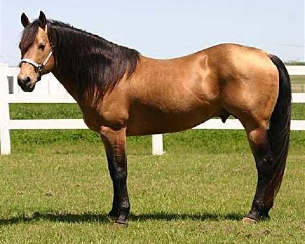 Deckhengst Genuine Dun It (Quarter Horse, 1995, von Hollywood Dun It)