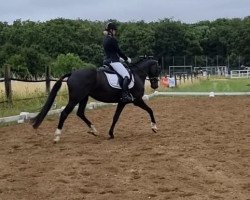 dressage horse Limited Lana (KWPN (Royal Dutch Sporthorse), 2016, from Ferdeaux)