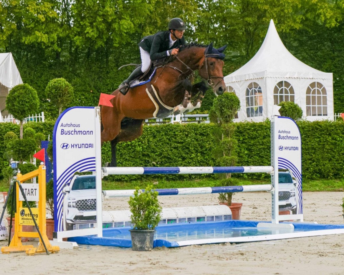Springpferd Cavallo Di Casall (Holsteiner, 2018, von Casall Ask)