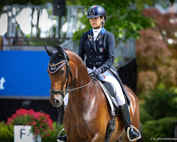 dressage horse Jaquar (KWPN (Royal Dutch Sporthorse), 2014, from Davino V.O.D.)