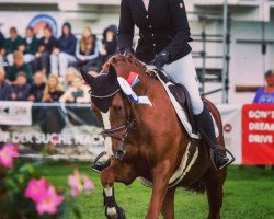 jumper Buchenhain Richard Löwenherz (German Riding Pony, 2019, from Petit Rock the Moment)