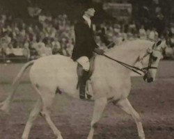 horse Silver Spirit (Hack (horse), 1977, from Runnymede xx)