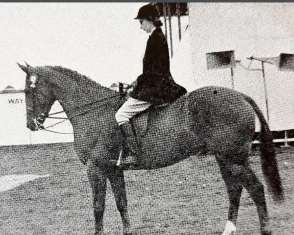 horse Fonmon (British Sport Horse, 1948, from Blazonry xx)