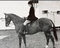 Pferd Fonmon (British Sport Horse, 1948, von Blazonry xx)