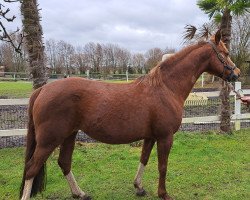 broodmare Very Pretty G (German Riding Pony, 2017, from Top Vidal)