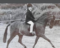 Zuchtstute Cwmtawel Diana (Welsh Pony (Sek.B), 1981, von Cwmtawel Bowyer Lad)