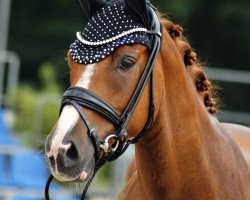 Springpferd Dorian Gray 61 (Deutsches Reitpony, 2019, von Dynamite Nobel)