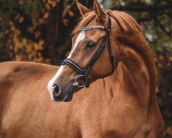 broodmare Viva J (Hanoverian, 2012, from Vivaldi)