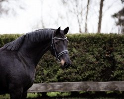 broodmare Fiderzarin (Rhinelander, 2008, from Fidertanz)