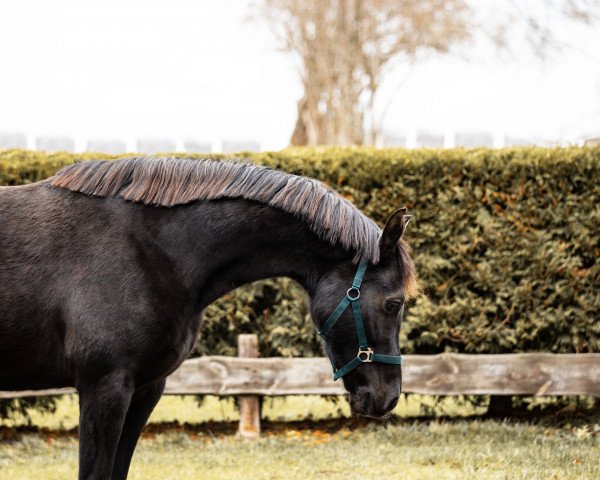 Zuchtstute Gaylina (Koninklijk Warmbloed Paardenstamboek Nederland (KWPN), 2011, von Apache)