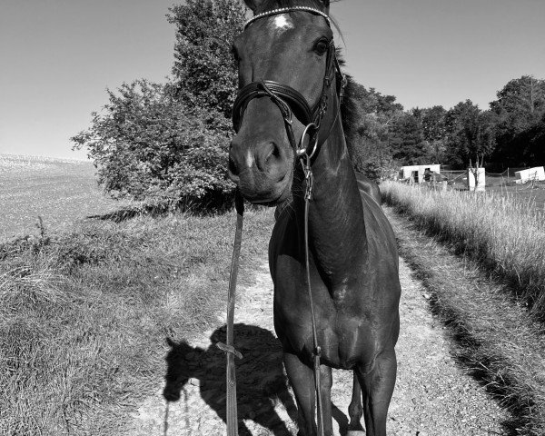 Pferd Tedboy (Irish Sport Horse, 2017)