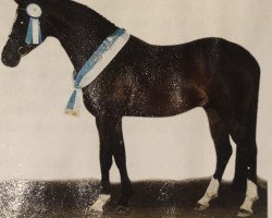 stallion Veni Vidi Vici (German Riding Pony, 1997, from Valido)