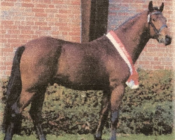 stallion Versace R (German Riding Pony, 1999, from Van Gogh R)