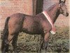 stallion Versace R (German Riding Pony, 1999, from Van Gogh R)