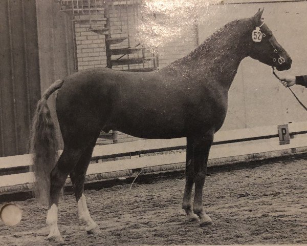 stallion VIP (Nederlands Welsh Ridepony, 1988, from Valentino)