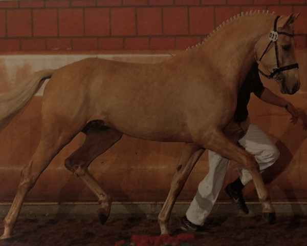 stallion White Diamond B (German Riding Pony, 2007, from White Gold B)