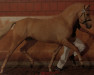 Deckhengst White Diamond B (Deutsches Reitpony, 2007, von White Gold B)