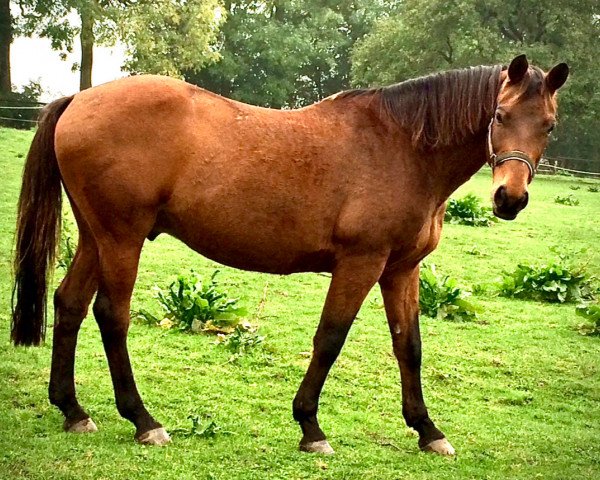 horse Watzmann 68 (Trakehner, 1994, from Giorgio Armani)