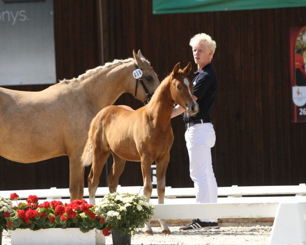 dressage horse Köhlhorsts Luxusliese (German Riding Pony, 2022, from FS Next Diamond)