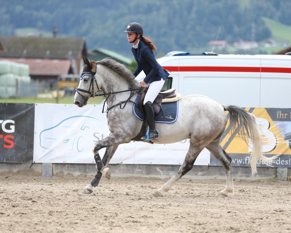 jumper Zilver With Chilli (Zangersheide riding horse, 2017, from Zilverstar T)