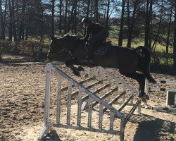 jumper Eva 51 (Swedish Warmblood, 2009, from Warrant)