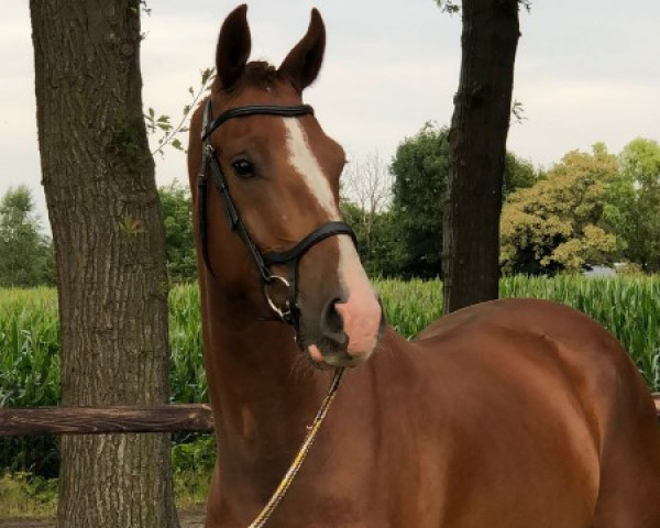 dressage horse Rio (KWPN (Royal Dutch Sporthorse), 2019, from For Ferrero)