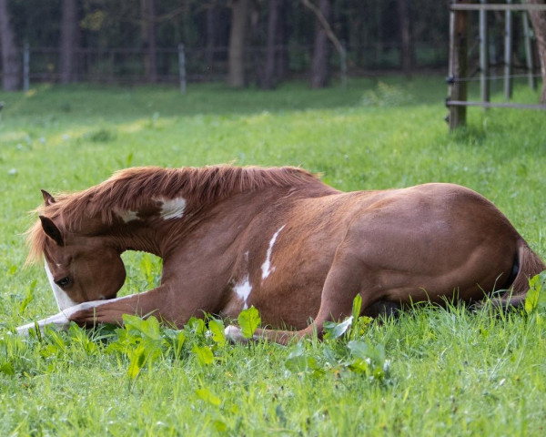 Dressurpferd Sam (KWPN (Niederländisches Warmblut), 2000)