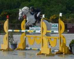 Pferd Hermes du Lys (Luxemburgisches Pony, 1995, von Rocambole III)