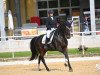 dressage horse Domaine (Oldenburg, 2009, from San Amour I)