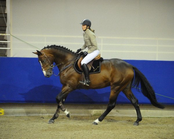 Deckhengst Thunder Boy du Lys (Selle Français, 2007, von Balou du Rouet)