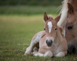 jumper Aioka L (Haflinger, 2021, from Ampere)