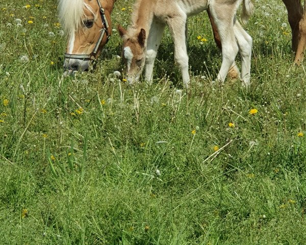 broodmare Katinka (Haflinger, 2000, from Steinach)