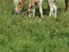 broodmare Katinka (Haflinger, 2000, from Steinach)