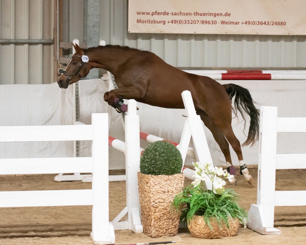 Dressurpferd L My Sunshine (Deutsches Reitpony, 2018, von Traumprinz)