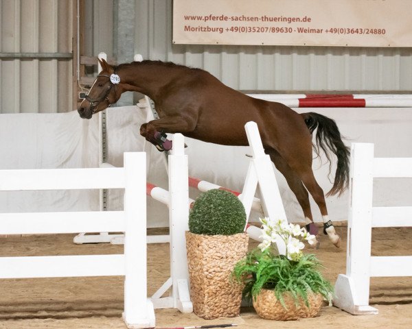 dressage horse L My Sunshine (German Riding Pony, 2018, from Traumprinz)