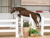 dressage horse L My Sunshine (German Riding Pony, 2018, from Traumprinz)