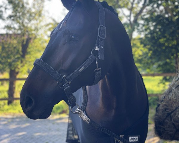 dressage horse Carlos el guapo (German Sport Horse, 2018, from Finest)