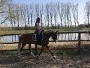 dressage horse Darius 589 (Pony without race description, 2013)