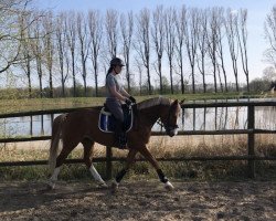 dressage horse Darius 589 (Pony without race description, 2013)